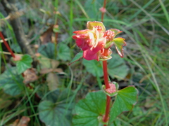 Begonia tapatia