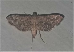 Nausinoe