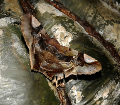 Euclystis guerini