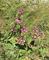 Gentiana pannonica