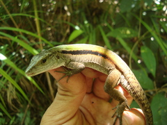 Kentropyx altamazonica