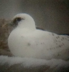 Pagophila eburnea