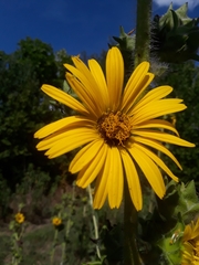Silphium laciniatum