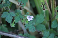 Geranium nepalense