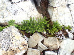 Diphasiastrum sitchense