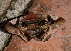 Euclystis guerini