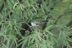Polioptila melanura