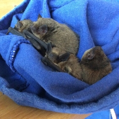 Pipistrellus