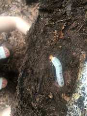 Odontotaenius disjunctus