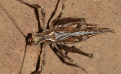 Brachyinsara hemiptera