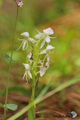 Habenaria lactiflora