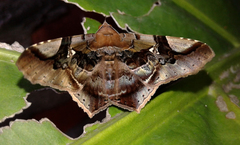 Euclystis guerini