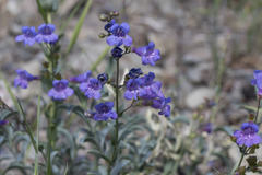 Penstemon parvulus