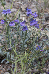 Penstemon parvulus