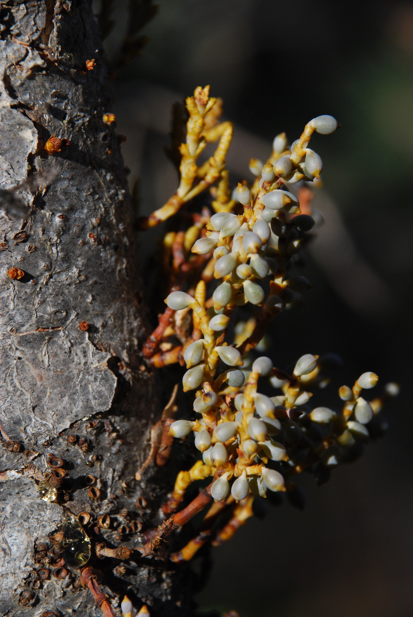 Arceuthobium