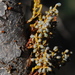 Arceuthobium campylopodum - Photo (c) Jill Matsuyama, μερικά δικαιώματα διατηρούνται (CC BY-NC-SA), uploaded by Jill Matsuyama