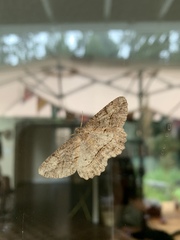 Melanolophia imitata