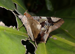 Euclystis guerini
