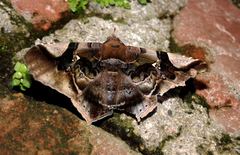 Euclystis guerini