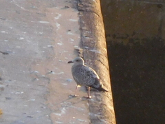 Larus argentatus