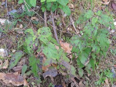 Cistus populifolius