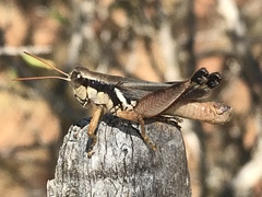 Melanoplus glaucipes
