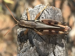 Melanoplus glaucipes