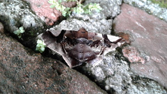 Euclystis guerini