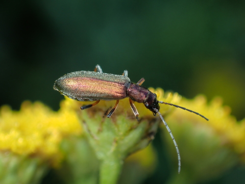 Žaliasis Laibavabalis nuotrauka
