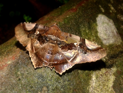 Euclystis guerini