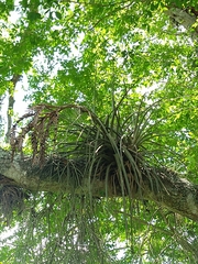 Tillandsia inopinata