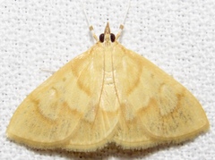 Ecpyrrhorrhoe puralis