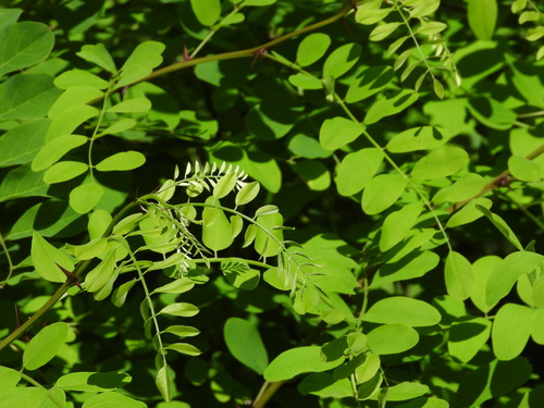 Baltažiedė robinija