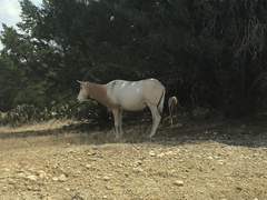 Oryx dammah