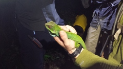 Enyalioides oshaughnessyi