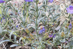Penstemon parvulus