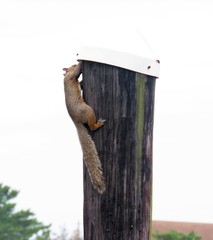 Sciurus carolinensis pennsylvanicus