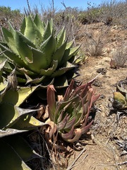 Dudleya ingens