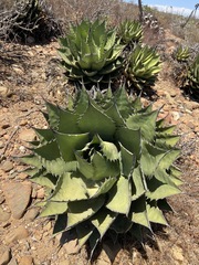 Agave shawii shawii