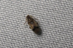 Notoxus desertus