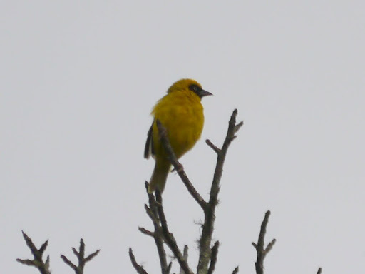 Bannerman's Weaver illustration