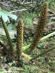 Gunnera tinctoria