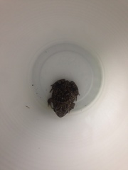 Pleurodema brachyops