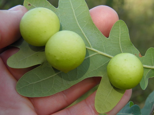 Obuoliškoji gumbavapsvė