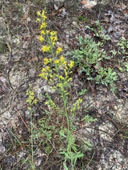 Solidago kralii
