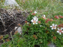 Potentilla clusiana