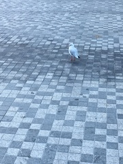 Chroicocephalus ridibundus