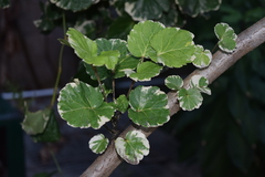 Polyscias scutellaria