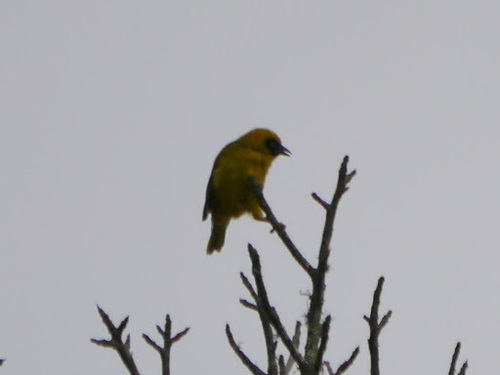 Bannerman's Weaver (Ploceus bannermani), photo 4