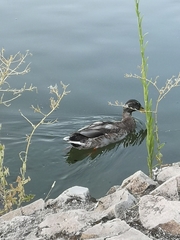 Anas platyrhynchos